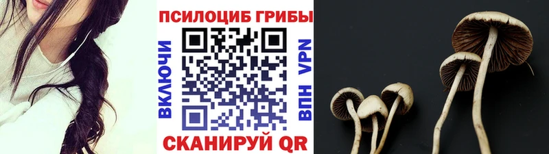 Псилоцибиновые грибы Psilocybe  наркошоп  Чехов 